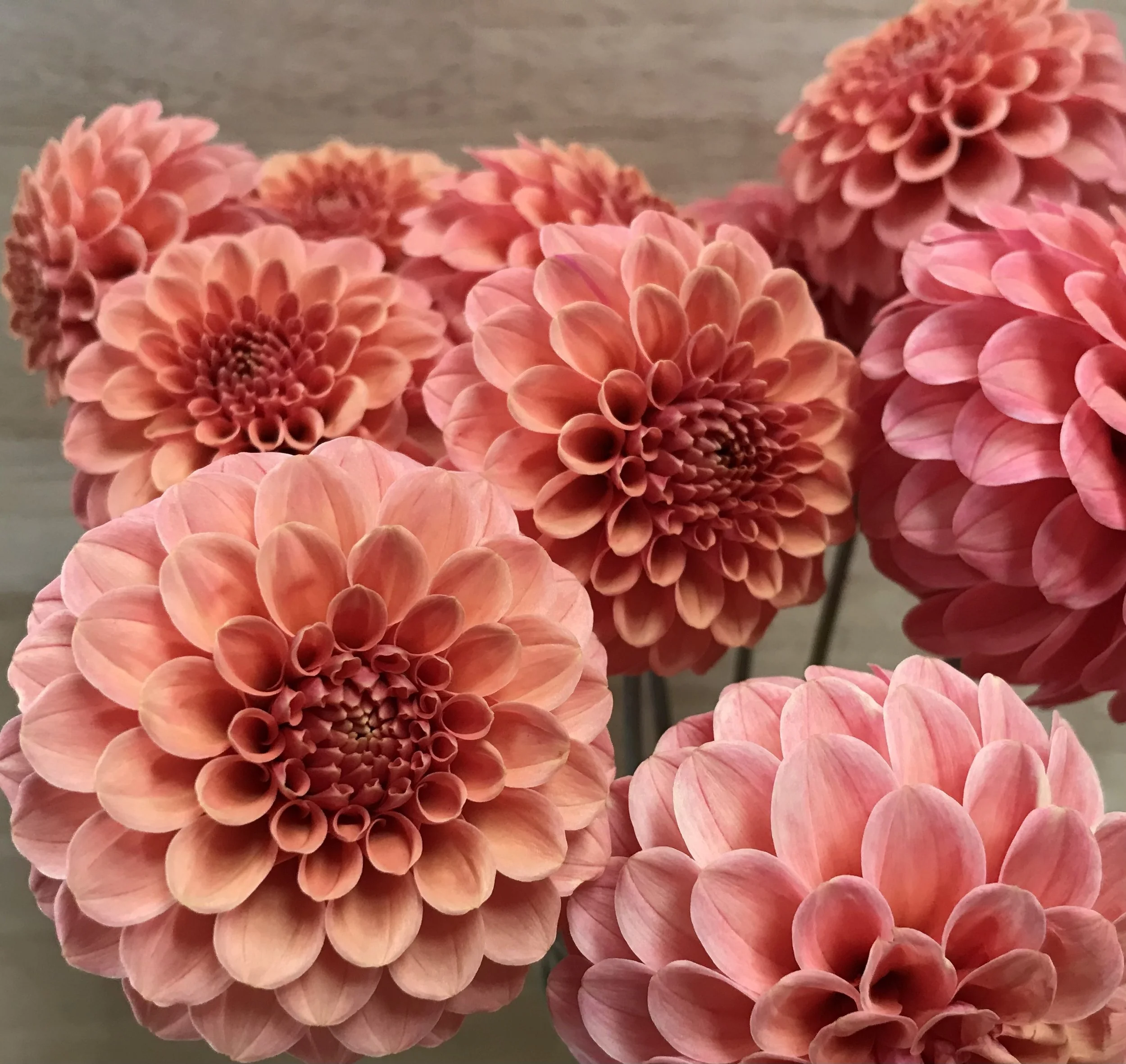 Rose Toscano — Mountain Roots Produce